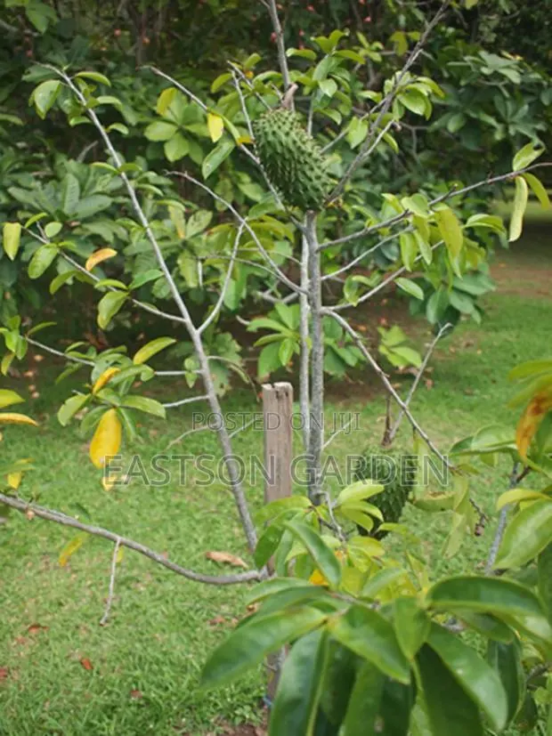 Exotic Soursop Seedlings · Photo 2