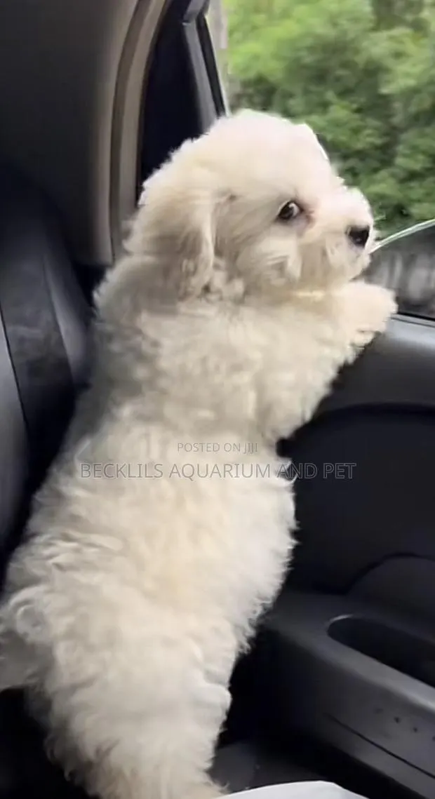 1-3 months Female Purebred Poodle · Photo 1