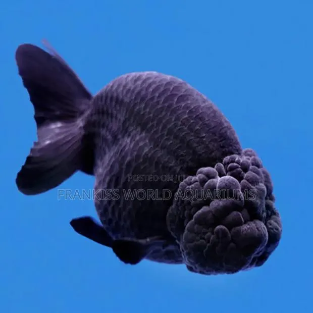 Black Lion Head Fish · Photo 1