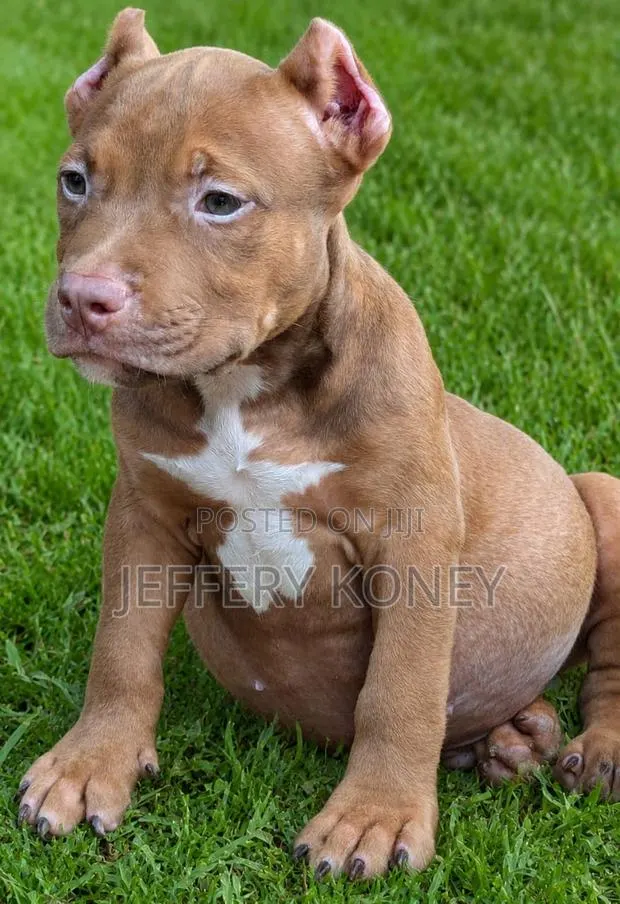 1-3 months Male Purebred American Bully · Photo 1