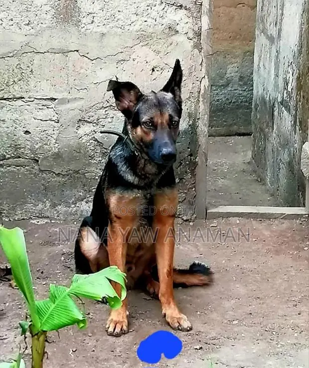 6-12 months Male Purebred German Shepherd · Photo 1