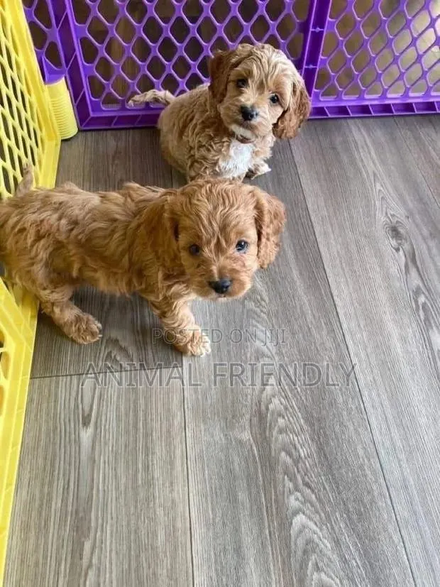 1-3 months Male Mixed Breed Poodle · Photo 1