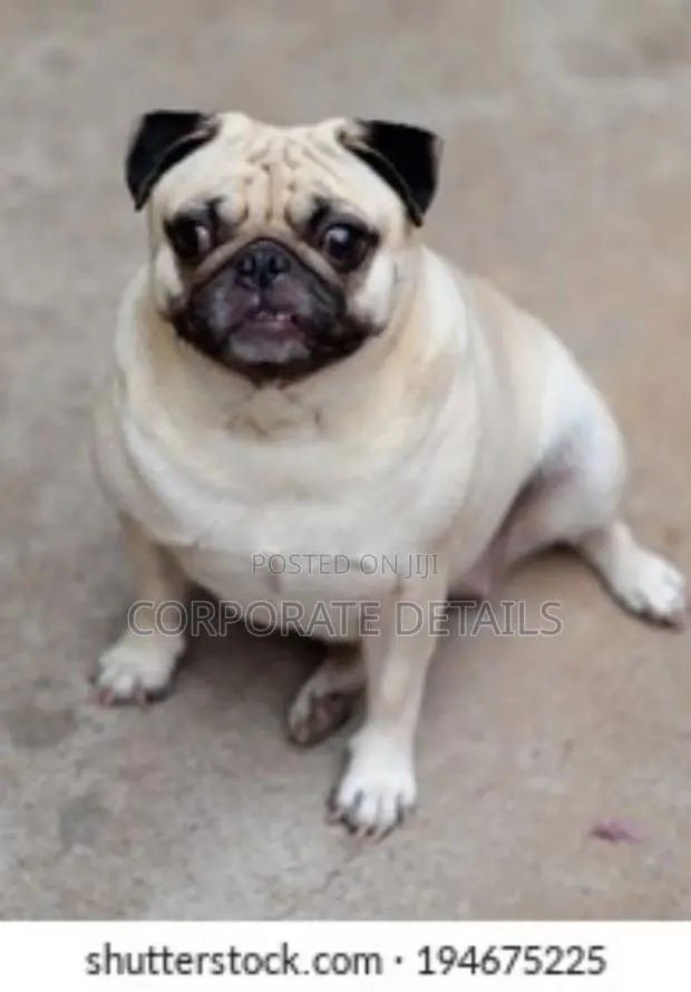 3-6 months Male Purebred Pug · Photo 1