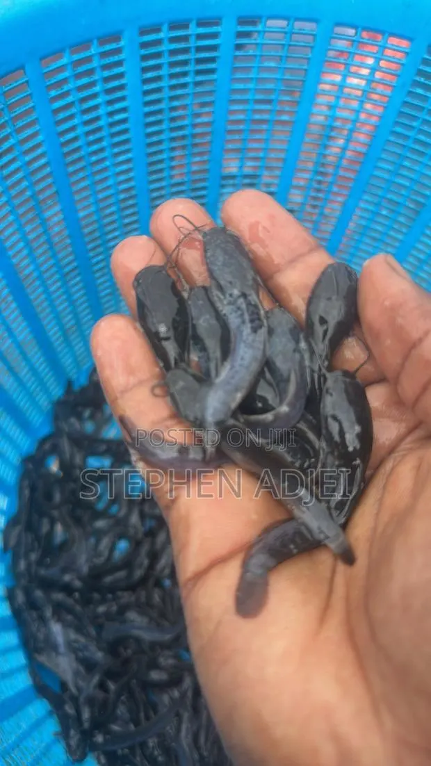 Catfish Fingerlings,juveniles Jumbo · Photo 1