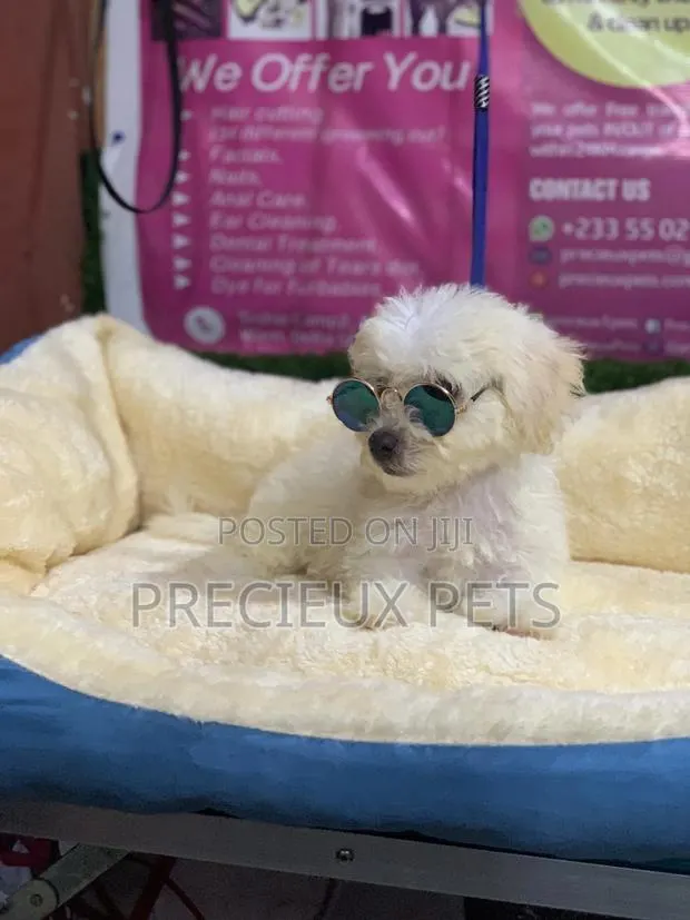 3-6 Months Male Purebred Poodle · Photo 1