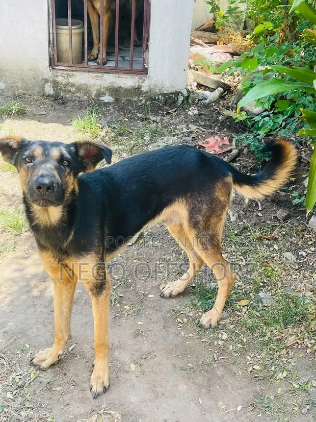 6-12 months Male Mixed Breed German Shepherd · Photo 1