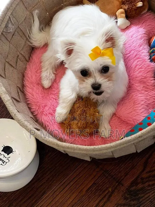 1-3 months Female Purebred Poodle · Photo 1