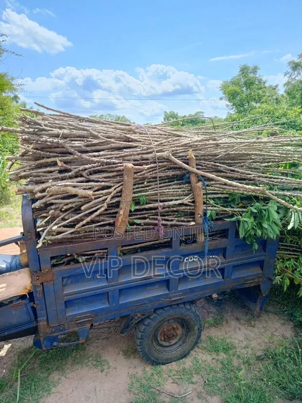 Cassava in HO · Photo 4