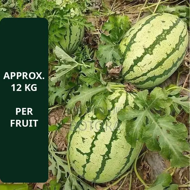 Watermelon Seeds – Extra-Large, High-Yield, Super-Sweet · Photo 4