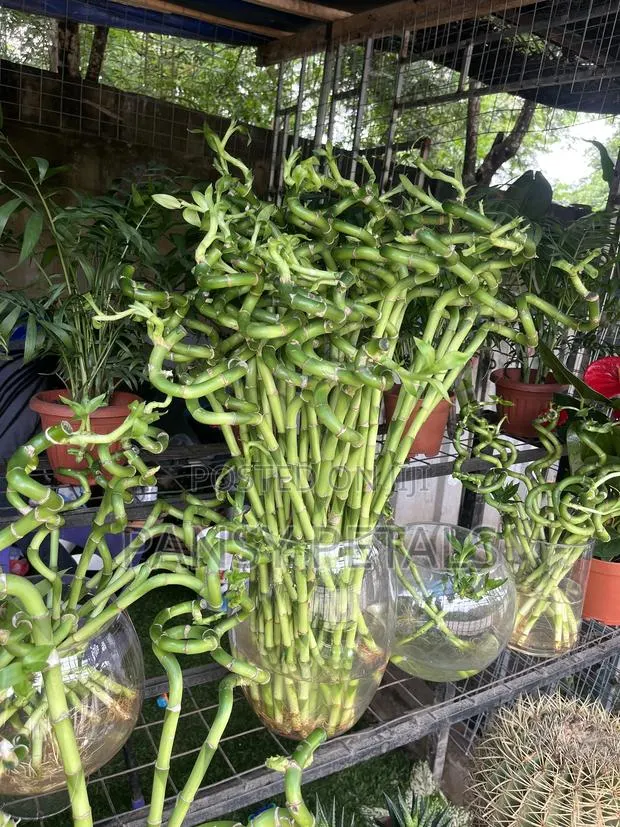 Lucky Bamboo for Sale · Photo 1