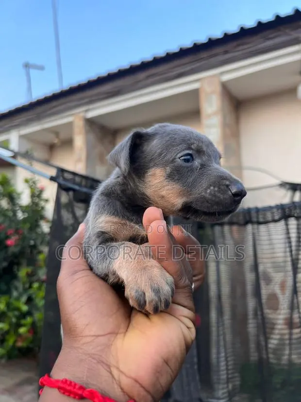 0-1 month Male Purebred Doberman Pinscher · Photo 1