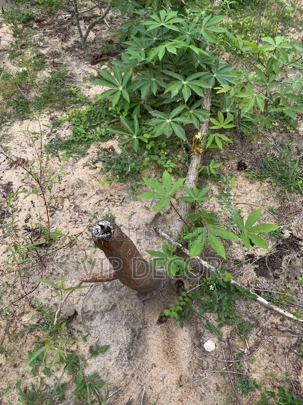 Many Acres of Cassava Available for Ethanol, Gari, Kokonte, · Photo 3