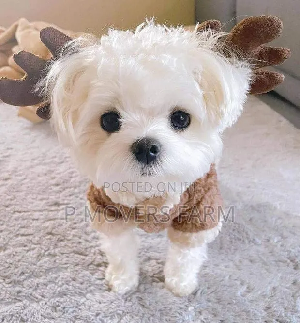 1-3 months Male Purebred Maltese · Photo 1