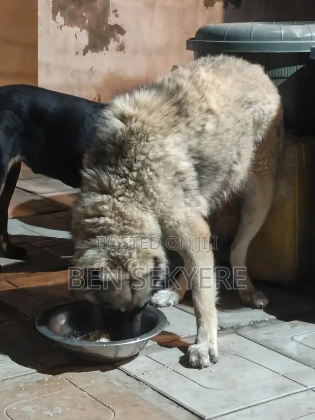 1+ year Female Purebred Caucasian Shepherd · Photo 4