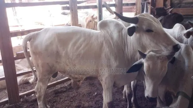 A Male Cow For Sell Very Affordable And Healthy · Photo 1