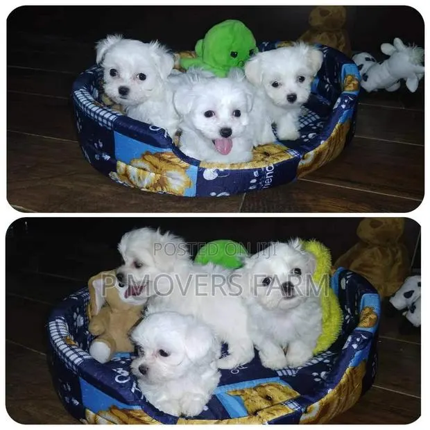 1-3 months Male Purebred Maltese · Photo 1