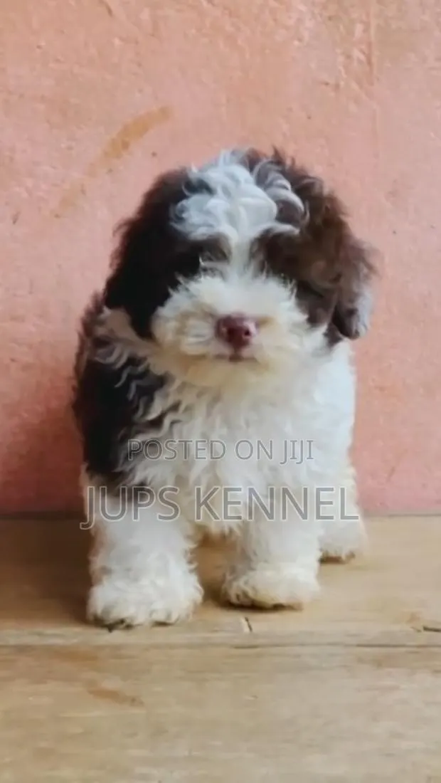 1-3 months Female Purebred Poodle · Photo 1
