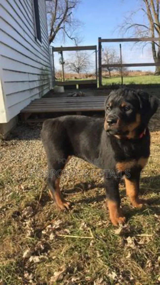 1-3 months Male Purebred Rottweiler · Photo 1