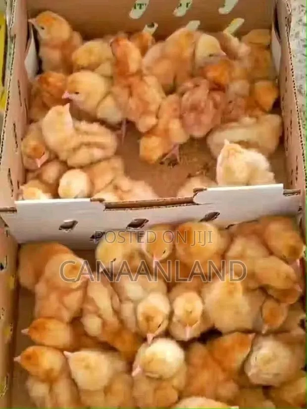 Brown Cockerels Day-Old Chicks · Photo 1