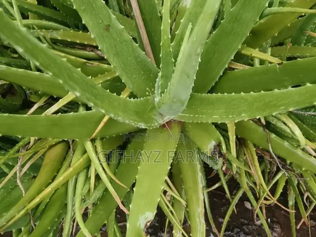 Aloe Vera Plants · Photo 1