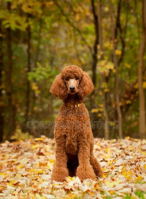 1-3 months Female Purebred Poodle · Photo 1