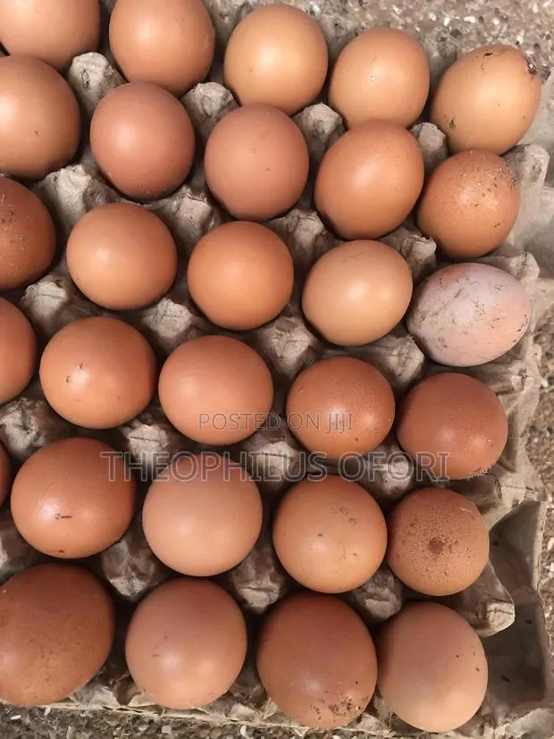 Eggs and Poultry Feeders for Sale · Photo 1