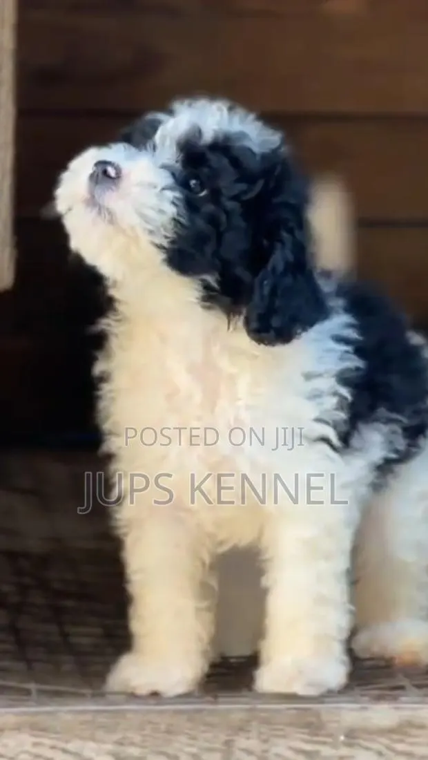 1-3 months Male Purebred Poodle · Photo 1