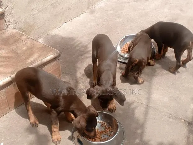 1-3 months Male Purebred Doberman Pinscher · Photo 1