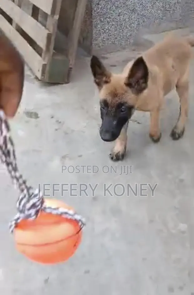 1-3 months Female Purebred Belgian Malinois · Photo 1