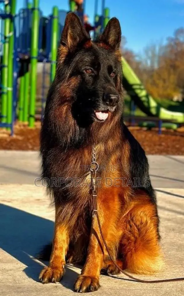 1+ year Male Purebred German Shepherd · Photo 1