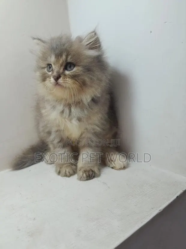 1-3 months Female Purebred Persian · Photo 1