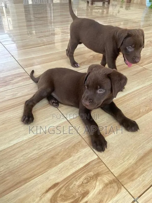 1-3 months Male Purebred Labrador Retriever · Photo 1