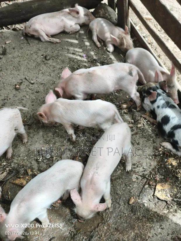 Piglets Available for Sale · Photo 1