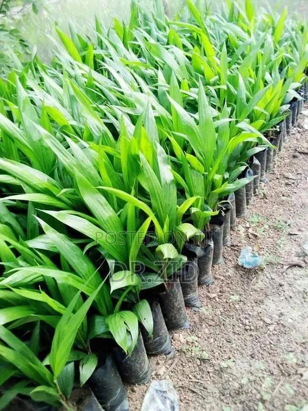 Oil Palm Seedlings
