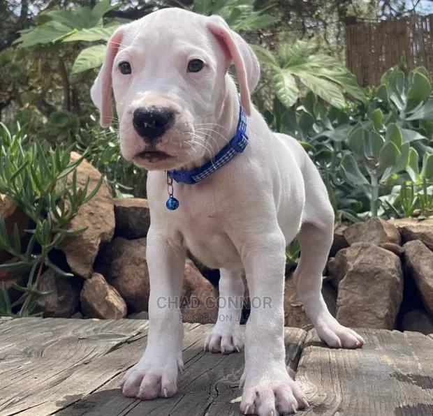 1-3 months Male Purebred Dogo Argentino · Photo 1