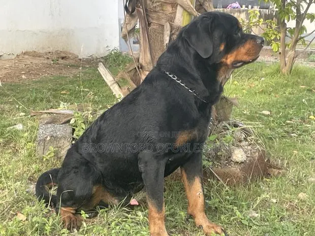 1+ year Male Purebred Rottweiler · Photo 1