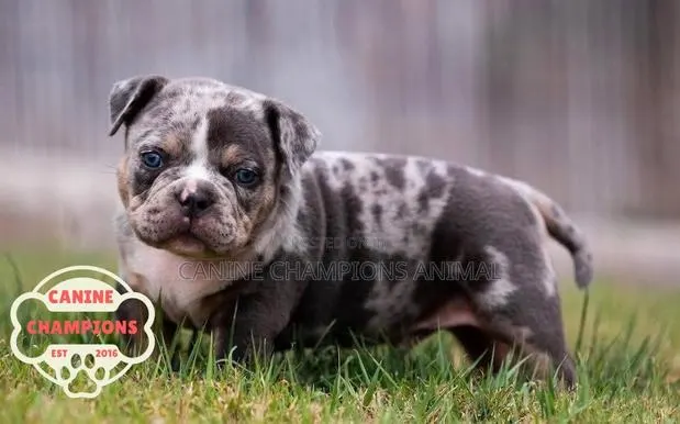 1-3 months Female Purebred American Bully · Photo 1