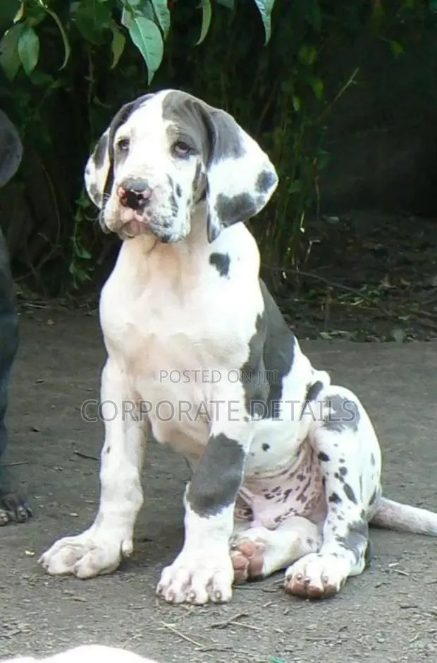 1-3 months Male Purebred Great Dane · Photo 1