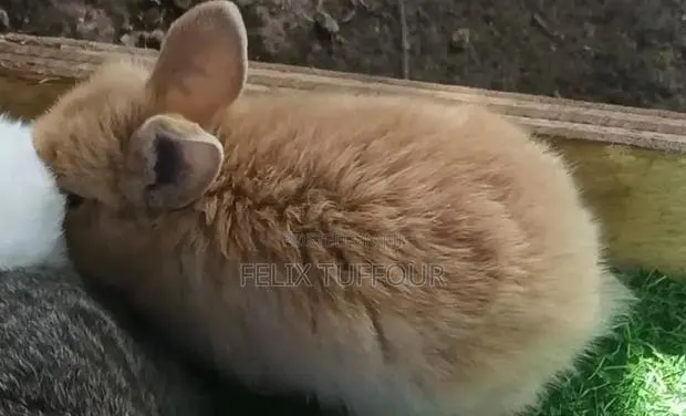 Angola Rabbit · Photo 1