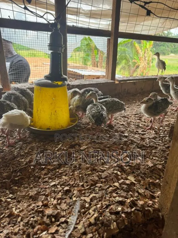A.B.N Turkey Farm · Photo 1