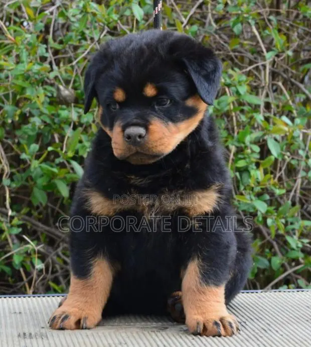 1-3 months Male Purebred Rottweiler · Photo 1