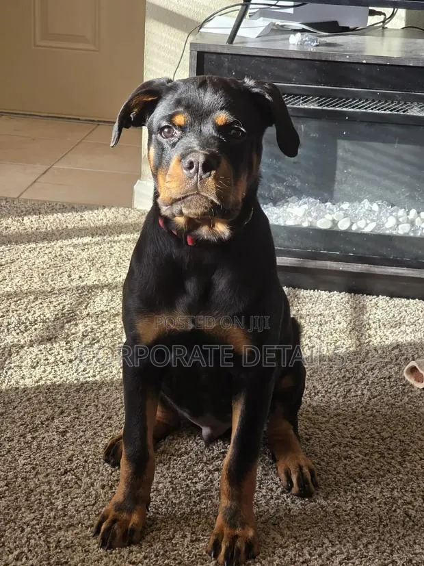 1+ year Male Purebred Rottweiler · Photo 1