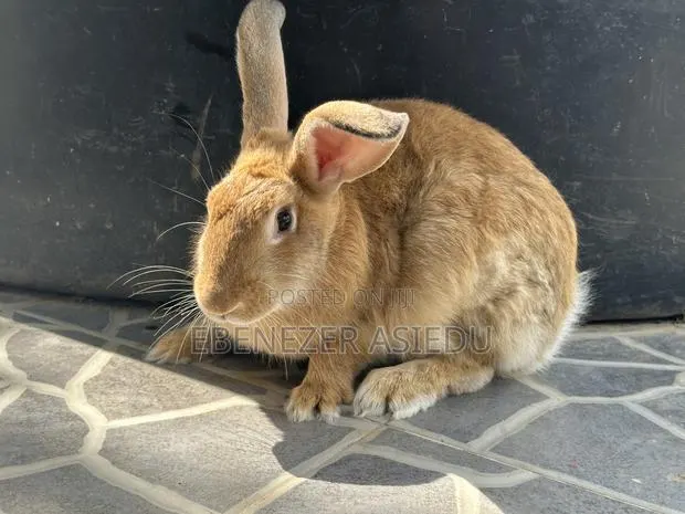 Rabbit Hybrids for Sale. · Photo 1