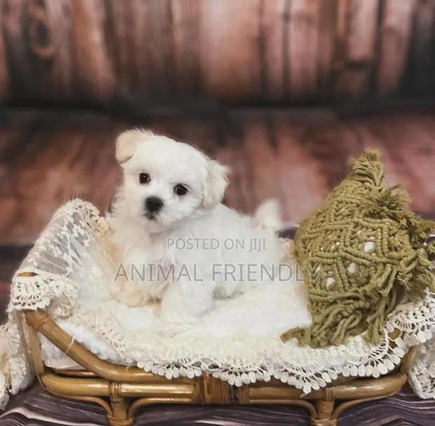 1-3 months Female Purebred Bichon Frise · Photo 1