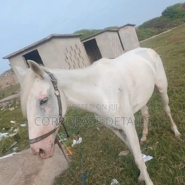 Horse (White) · Photo 1