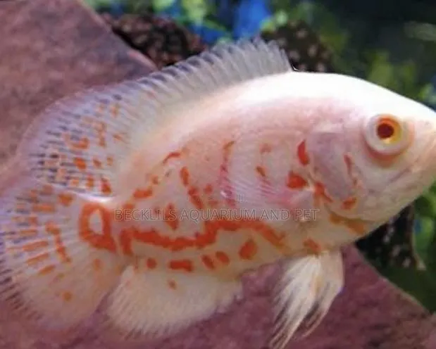 Albino Oscar · Photo 1