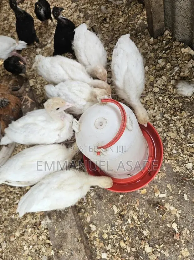 Turkey for Sale