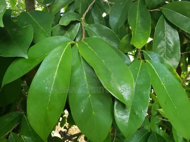 Soursop Leaves · Photo 1