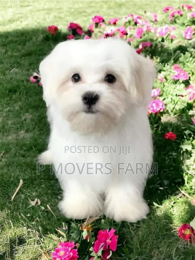 1-3 months Male Purebred Poodle · Photo 1
