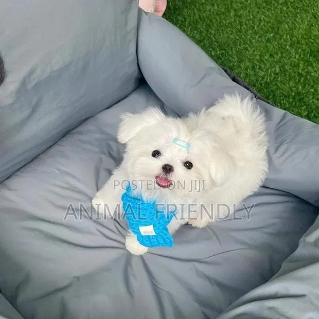 1-3 months Female Purebred Poodle · Photo 1
